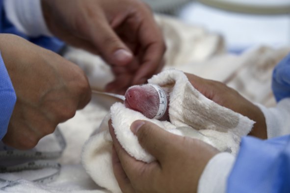 Zoo Gives Heartwarming Update on Giant Panda Twins