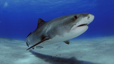 Boy, 16, 'decapitated' by shark while fishing in Jamaica