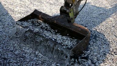 Dead fish blanket Greek tourist port of Volos after flooding