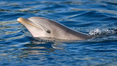 'Lonely' dolphin behind multiple attacks on humans in southern Japan, experts say