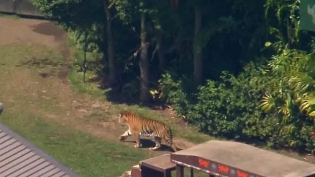 Tiger mauls animal handler at popular theme park