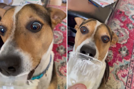 Dog Refusing To Save Any of the Pup Cup for Later Wins Pet of the Week