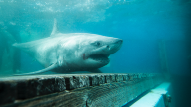 Great white shark hunt ends without success after 'needle in a haystack' search off Irish coast