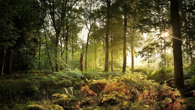 This ‘peaceful’ location holds the key to the UK’s most colourful autumn walk