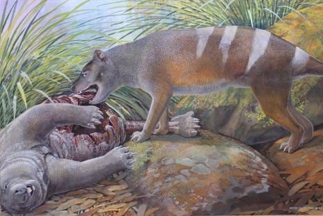 Fossils: Iconic Tasmanian Tiger's Earliest Ancestors Discovered