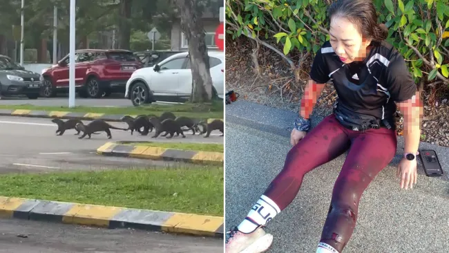 Wild rampaging bevy of otters stalk woman through park and launch violent attack