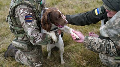 Ukrainian soldier says dogs have saved 'hundreds' in war with Russia and praises British Army training