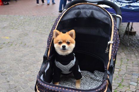 Dog Strollers Outsell Baby Strollers Amid South Korean Birth Rate Crisis