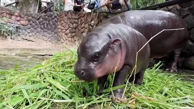 Baby pygmy hippo called ‘bouncy pork’ gains global celebrity status