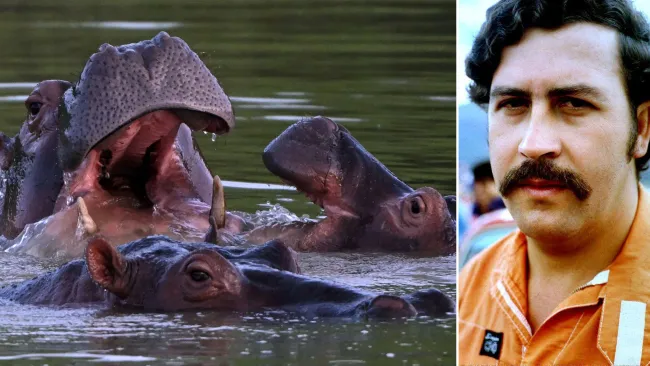 Escobar’s cocaine hippos to be executed after taking over rivers