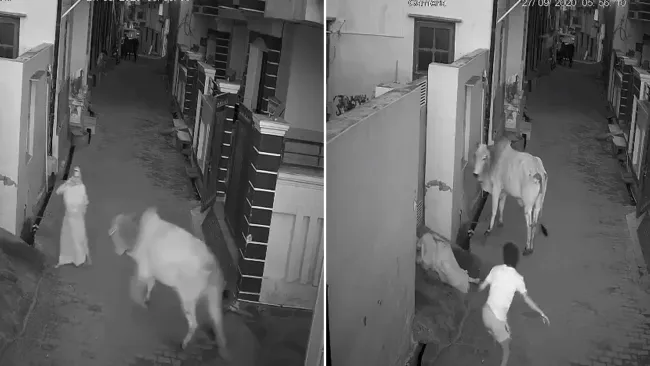 Moment heroic young boy fights off enraged bull to save his grandma