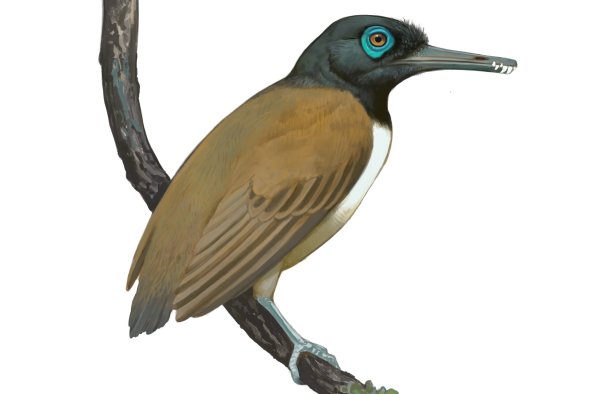 A Weird Prehistoric Bird Had 'Overpowered' Teeth: Now We May Know Why