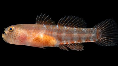 New 'grumpy' fish species discovered in the Red Sea