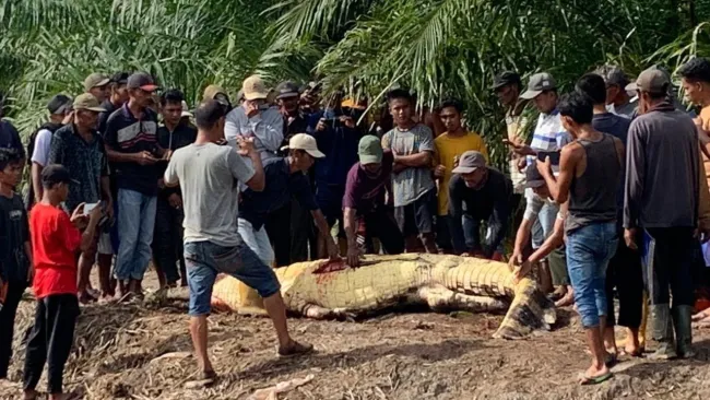 Search party finds missing fisherman’s head in crocodile’s stomach