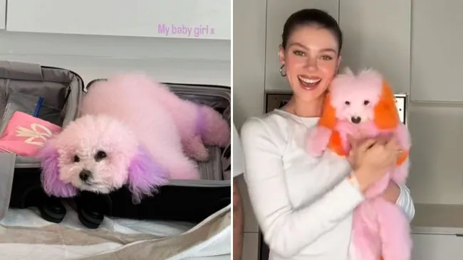 Nicola Peltz shocks fans as she dyes her dogs pink and orange after ‘filing lawsuit against pet groomer’ over sudden death of beloved chihuahua