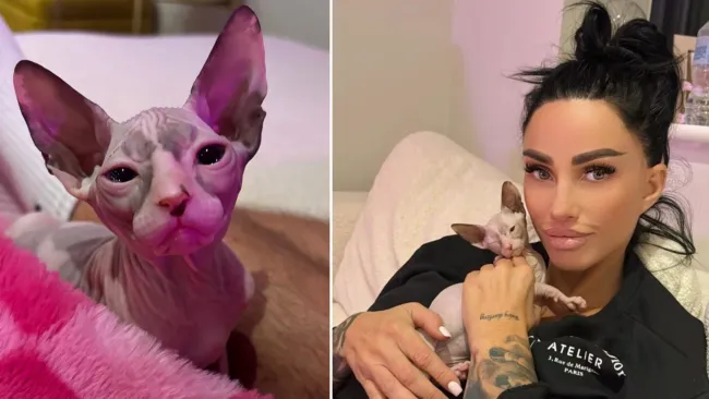 Katie Price causes outrage for getting rare cat after deaths of several pets