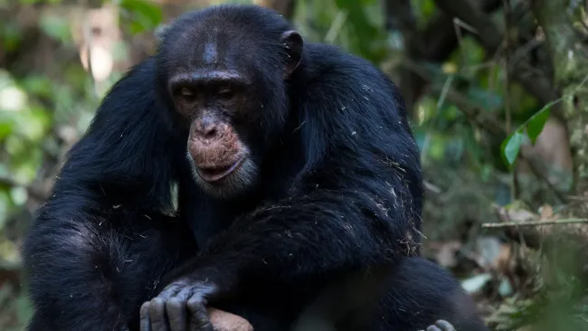 ‘Famous’ chimpanzee kills baby after ripping it from mother’s arms