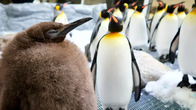 Why does everyone love Pesto, the fat baby Penguin?