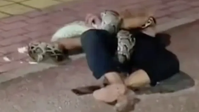 Drunk man picks fight with python and has to be rescued by firefighters