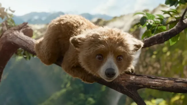 Baby Paddington Bear is soothing souls with his cuteness in latest trailer